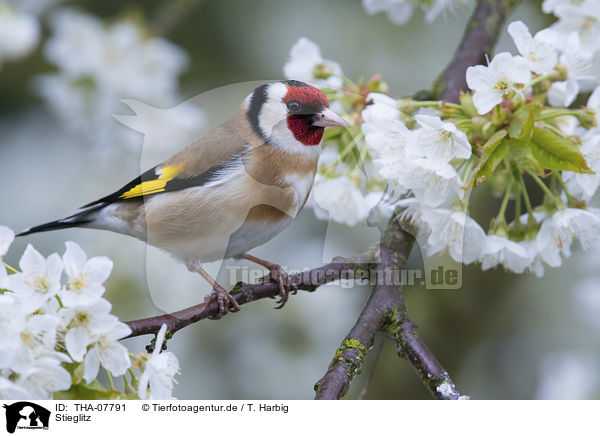 Stieglitz / European goldfinch / THA-07791