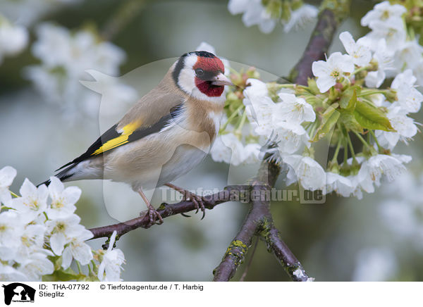 Stieglitz / European goldfinch / THA-07792