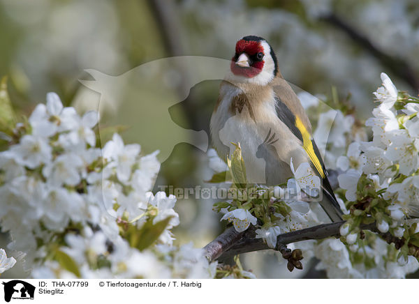 Stieglitz / European goldfinch / THA-07799