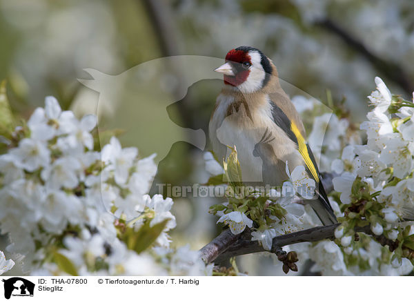 Stieglitz / European goldfinch / THA-07800