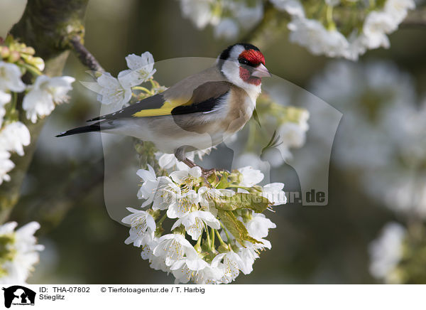 Stieglitz / European goldfinch / THA-07802