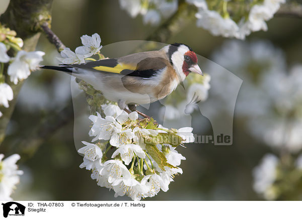 Stieglitz / European goldfinch / THA-07803