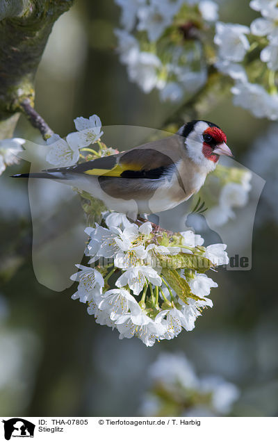 Stieglitz / European goldfinch / THA-07805