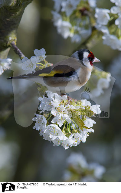 Stieglitz / European goldfinch / THA-07806