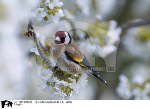 Stieglitz / European goldfinch / THA-07808