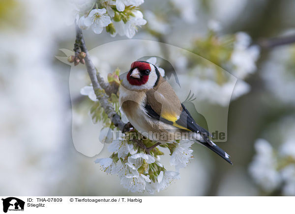 Stieglitz / European goldfinch / THA-07809