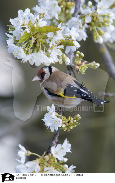 Stieglitz / European goldfinch / THA-07810