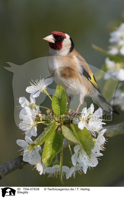 Stieglitz / European goldfinch / THA-07838