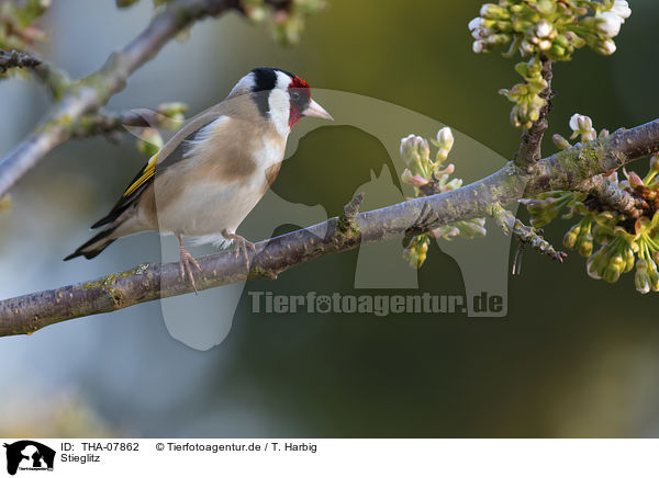 Stieglitz / European goldfinch / THA-07862