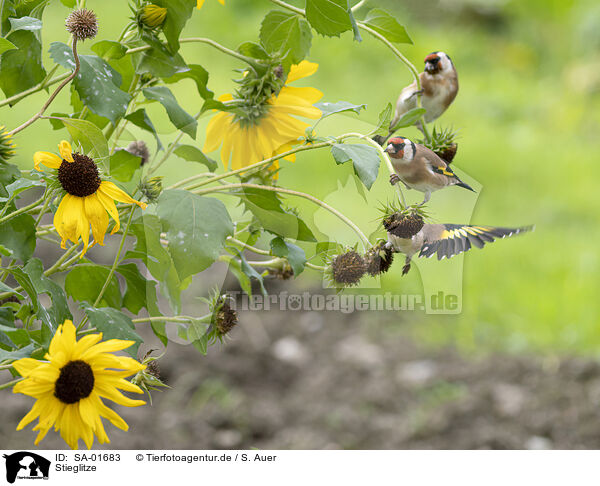 Stieglitze / European goldfinches / SA-01683