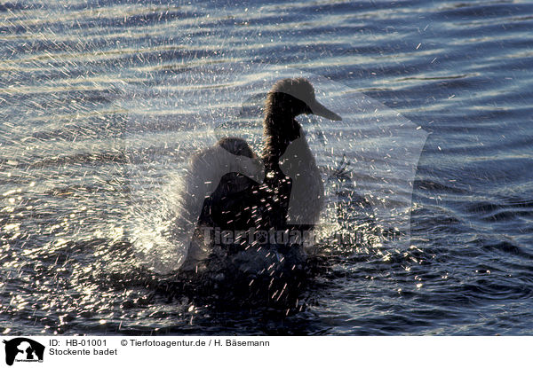 Stockente badet / splashing duck / HB-01001