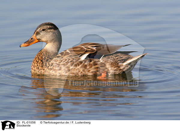 Stockente / duck / FL-01056