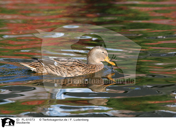 Stockente / duck / FL-01073