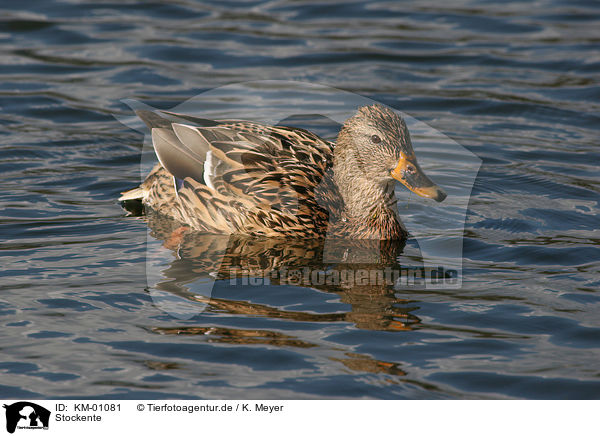 Stockente / mallard / KM-01081