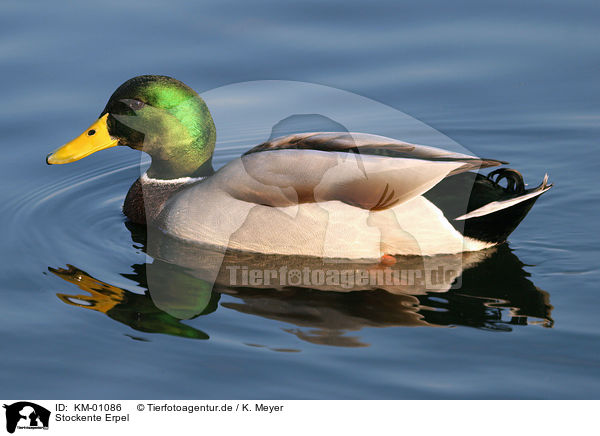 Stockente Erpel / mallard / KM-01086