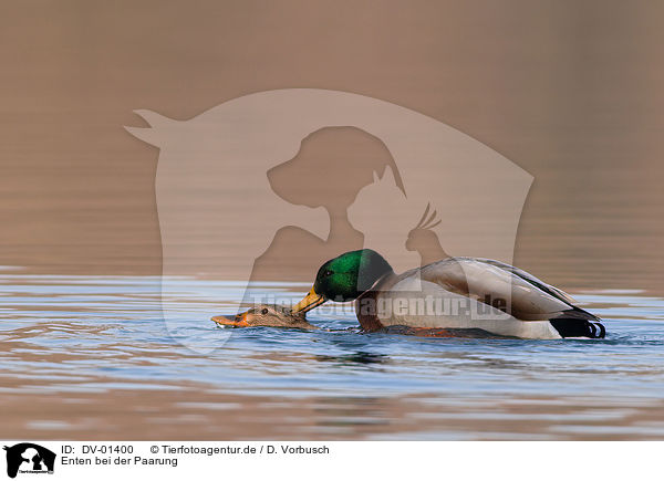 Enten bei der Paarung / mating ducks / DV-01400