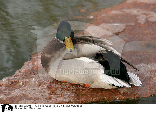 Stockenten Mnnchen / male mallard / SS-03008