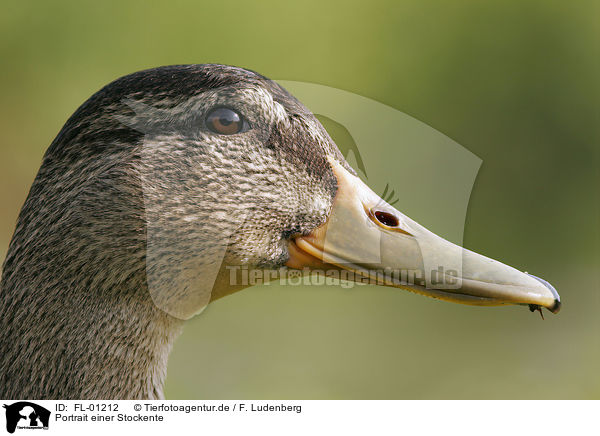 Portrait einer Stockente / duck / FL-01212