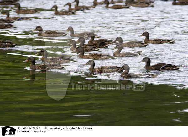 Enten auf dem Teich / AVD-01697