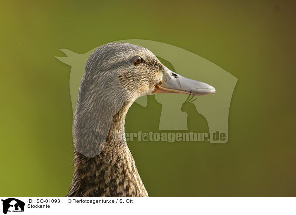 Stockente / wild duck / SO-01093