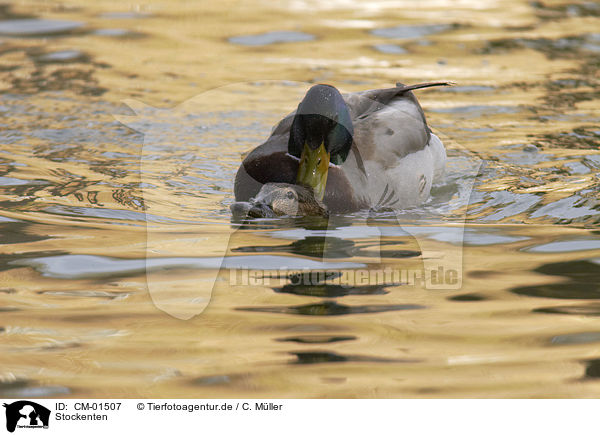 Stockenten / mallards / CM-01507