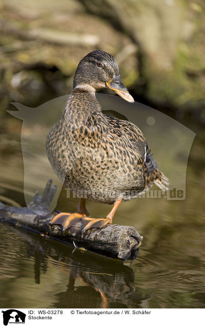 Stockente / mallard / WS-03278