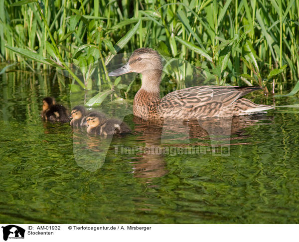 Stockenten / mallards / AM-01932