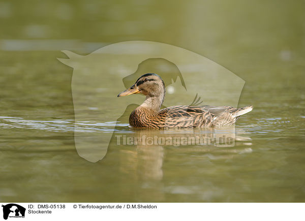 Stockente / mallard / DMS-05138