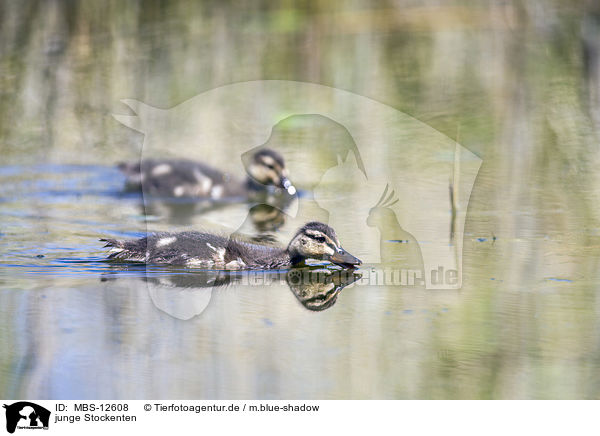 junge Stockenten / young mallards / MBS-12608