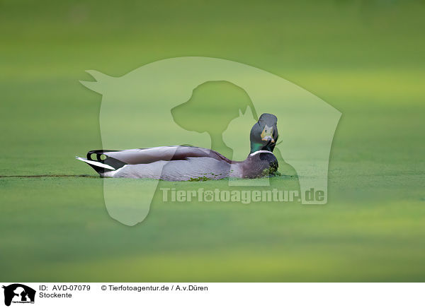 Stockente / mallard / AVD-07079