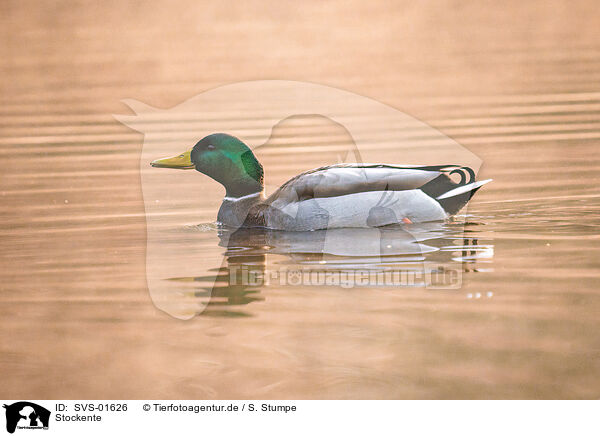 Stockente / mallard / SVS-01626