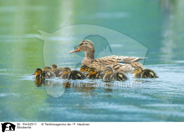 Stockente / mallard / FH-02511