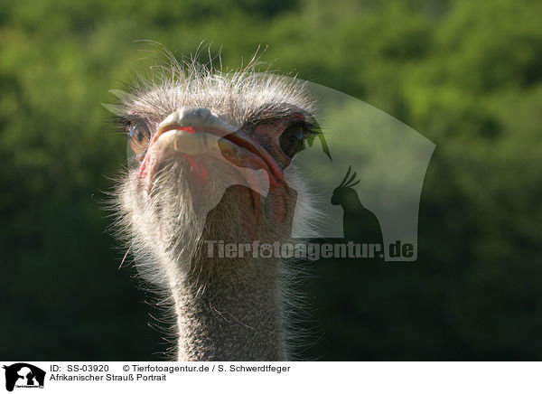 Afrikanischer Strau Portrait / ostrich portrait / SS-03920