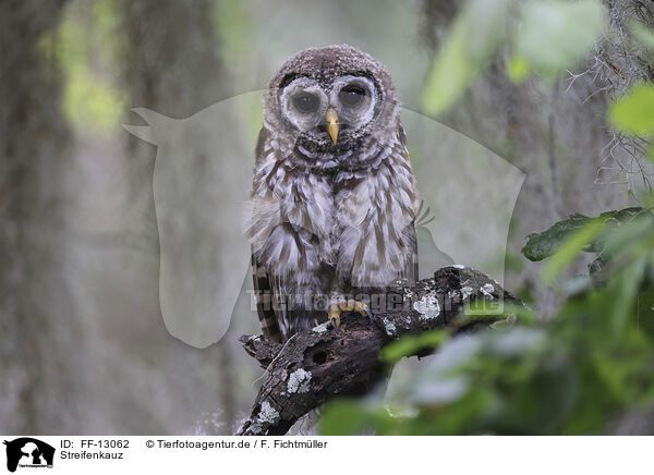 Streifenkauz / barred owl / FF-13062