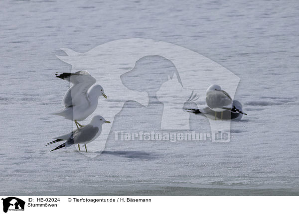 Sturmmwen / common gulls / HB-02024