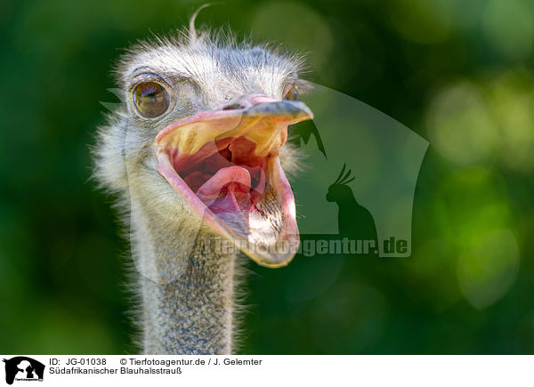 Sdafrikanischer Blauhalsstrau / South african ostrich / JG-01038