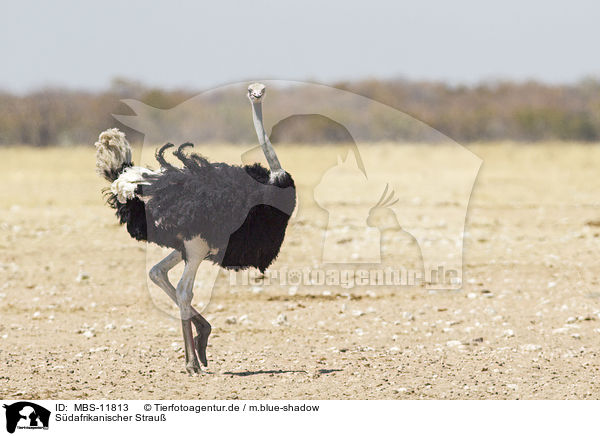 Sdafrikanischer Strau / South african ostrich / MBS-11813