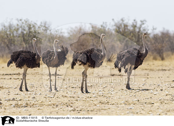 Sdafrikanische Straue / South african ostrichs / MBS-11815