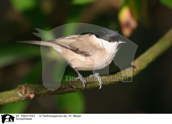 Sumpfmeise / Marsh Tit / KM-01093