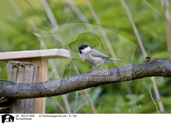 Sumpfmeise / marsh tit / SO-01566