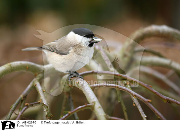 Sumpfmeise / marsh tit / AB-02976