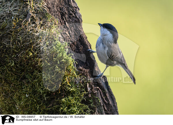 Sumpfmeise sitzt auf Baum / WS-08857