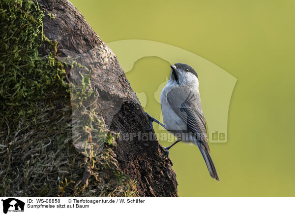 Sumpfmeise sitzt auf Baum / Marsh tit sits on tree / WS-08858