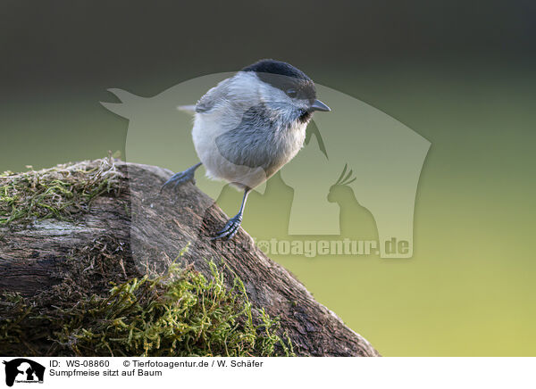 Sumpfmeise sitzt auf Baum / Marsh tit sits on tree / WS-08860