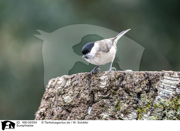 Sumpfmeise / marsh tit / WS-09359