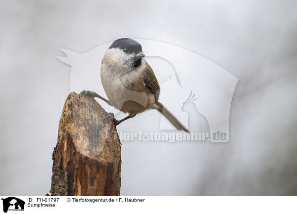 Sumpfmeise / marsh tit / FH-01797