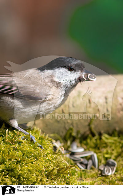 Sumpfmeise / marsh tit / AVD-06976