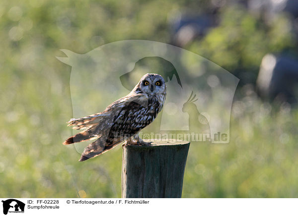 Sumpfohreule / short-eared owl / FF-02228