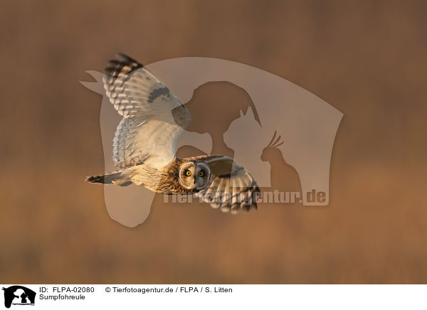 Sumpfohreule / short-eared owl / FLPA-02080