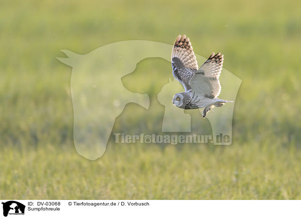 Sumpfohreule / short-eared owl / DV-03068